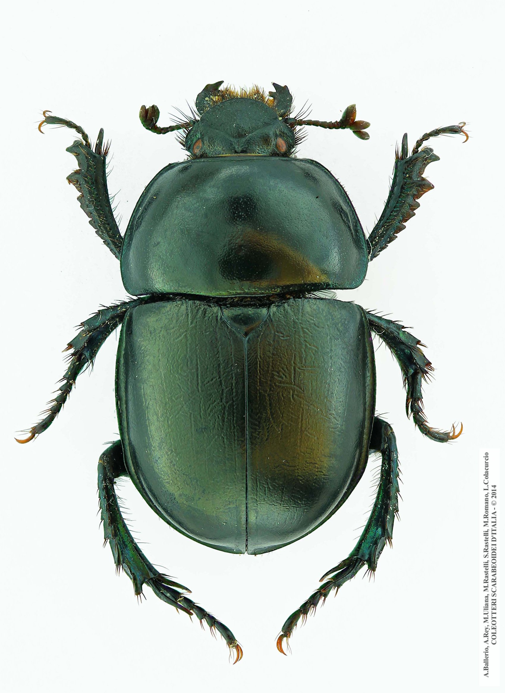 Trypocopris alpinus alpinus, maschio